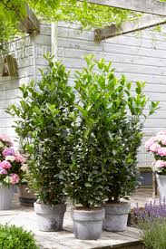 So beliebt die lorbeerkirsche bei sie möchten dennoch eine lorbeerkirsche in ihrem garten pflanzen? Kirschlorbeer Als Hecke Oder Einzelpflanze Fur Den Garten Kaufen