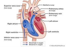 Goes though both pec major obturator nerve artery vein. The Circulatory System Before And After Birth