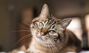 A normal cat heart rate is between 140 and 220 beats per minute. Taking Your Pet S Vitals Ethos Veterinary Health