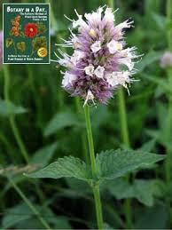 Image result for Lamiaceae