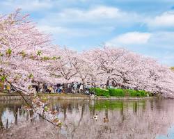 上野公園櫻花的圖片