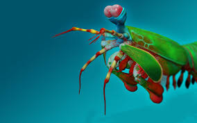 3dimensional Mantis Shrimp On Blue Backdrop Creative Image Farm Animals Pictures Life Images Image
