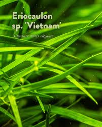 Image result for Eriocaulon elegantulum