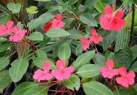 Image result for Impatiens zombensis