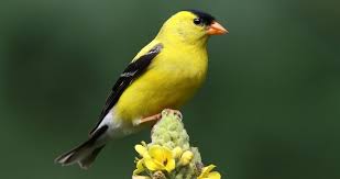 Backyard Birds Of New Jersey Field Guide This Handsome Little Finch The State Bird Of New Jersey Iowa And Washington Is Welcome And Common At Feeders Where It Goldfinch Bird Species Finches Bird