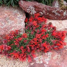 Image result for Marsdenia macrantha