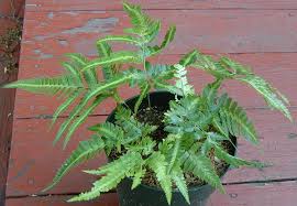 Image result for Arachniodes