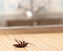 This year we will be celebrating our 57th anniversary of serving the big island. Effective Pest Control Services Don T Throw Away Your Furniture Sofas By Eliminox Sg Medium