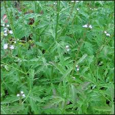 Image result for Verbena officinalis