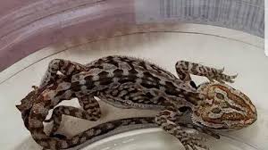 Cari tahu tentang kbbi, kamus gaul, arti nama, kode pos, ibu kota, mata uang, obat, penyakit, dan pahlawan. Perlu Berhati Hati Jika Mimpi Melihat Bunglon Kadal Arti Mimpi Tersebut Bisa Jadi Pertanda Buruk Tribun Bali