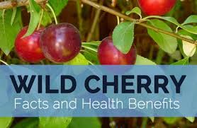 Not only is this fruit a very popular artificial flavor in many candies and drinks, but it's also commonly used as an accompaniment to desserts — and the fresh, real fruits m. Wild Cherry Facts Health Benefits And Nutritional Value