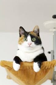 Beautiful Black And White Spotted Cat Beautiful Cats Ever Beautiful Spotted Cats Pretty Cats Cute Cats And Kittens Kittens