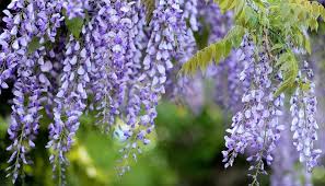 Consider the cavernous depths of the ocean where currents still they are often a sign of honor for loved ones loss, and that's why we frequently see white flowers during funearl services. Wisteria Flower Meaning Symbolism And Colors