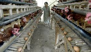 Hal ini tentunya menandakan ayam petelur tidak dalam kondisi sehat. Stabilisasi Harga Telur Kementan Turunkan Populasi Ayam Petelur Bisnis Tempo Co