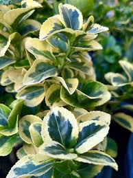 Image result for Euonymus fortunei
