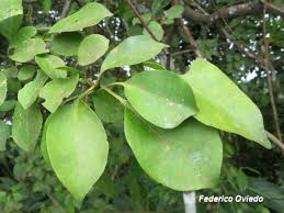 Image result for Pisonia aculeata