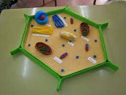 20 Plant Cell Model Ideas Your Students Find Them Interesting Animal Cell Project Plant Cell Project Plant Cell