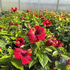 Image result for Hibiscus