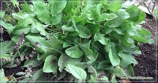 How to get rid of sorrel in the garden. Sorrel Photo Growing Billets And Recipes A Site About A Garden A Summer Residence And House Plants