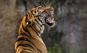 01:01 international tigers day 29 july 2020|quotes, messages, slogans, wishes, importance global tiger day global tiger day 2020 hi guys, welcome to my channel let's learn with akanksha. International Tiger Day 2021 Date Theme History And Why It Is Important