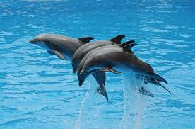 Bilder Delphin Pose Gratis Vektoren Fotos Und Psds