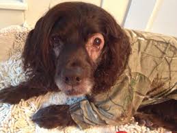 In our effort to remain a leader and innovator in our profession, in 1995 the pecan tree kennel expanded its services to include the leasing of a. Friends Of Boykin Spaniel Rescue S Permanent Foster Care Dogs Home Facebook