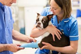 Our mobile pet care clinic provides low cost vet house calls and mobile veterinary services in boerne we have a full service mobile pet care clinic that provides personalized, professional veterinary care in the comfort, convenience and privacy of your own home. Mobile Veterinary Clinics And How To Start One