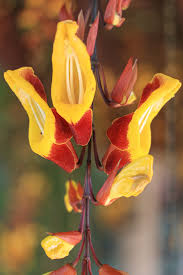 Image result for Thunbergia mysorensis