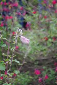 Image result for Ceratotheca triloba