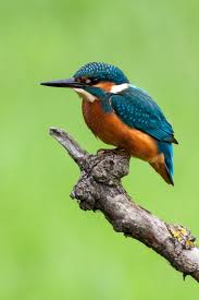 Common Birds Of Cape Cod Birds Photo Prints Nature Photo Photography Bird Wall Art Fine Art Animal Photography Green Blue Art Kingfi Bird Photo Bird Photography Nature Photos