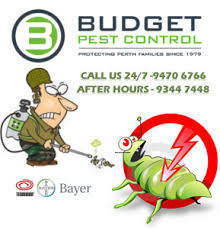 (08) 6117 0999 bed bugs pest control perth bed bugs are tiny bloodsucking insects that reside where humans live. 3 Best Pest Control Companies In Perth Top Pest Control Companies