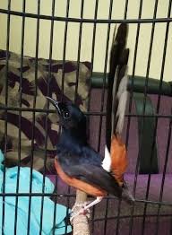 Dengan suaranya yang cukup lantang, ia mampu bersaing dan menang dari burung yang lain. Disaat Dulur Lain Sibuk Mencari Rumah Burung Galih Facebook