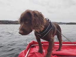 If you have a small dog — under 20 pounds — you may also want a travel carrier. Puppy Socialisation Checklist Where To Take Your Puppy Pre Vaccinations