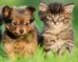 Cute pictures of puppies & kittens Puppy And Kitten Care Animal Medical Center Of Lehigh Acres