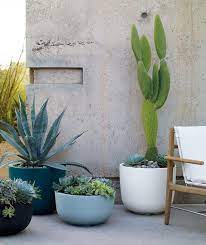 Cactus Tendencia Anti Feng Shui Macetas Exterior Plantas En Maceta Macetas