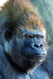 Silverback Gorilla By Youngest Son Silverback Gorilla Animals Wild Gorilla
