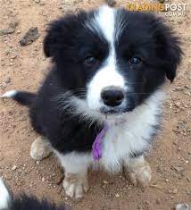 Border Collie Puppies