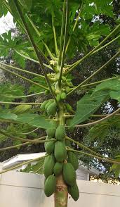 N is optimum for fruit yield but papain yield increases with increase in n up to 300 g. My First Post And My First Papaya Tree Grown From Seed Gardening