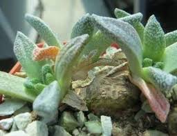 Image result for Monadenium pseudoracemosum
