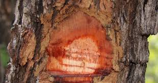 Image result for Dalbergia