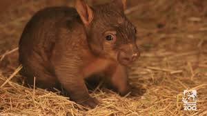 Image result for Southern hairy-nosed wombat