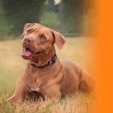 American Pit Bull Terrier: tudo o que você precisa saber