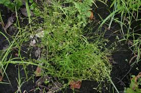 Image result for Cordylostigma virgatum