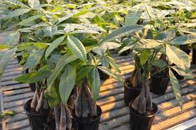 We did not find results for: Why Money Tree Plants Are Great In Your Apartment