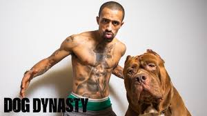 Hulk the pit bull archives. Hulk Ink The World S Biggest Pitbull Tattoo Dog Dynasty Youtube
