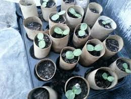 A good trick is to plant sunflowers close to a fence, which can be used for support. How To Grow Sunflowers The Big Sunflower Project