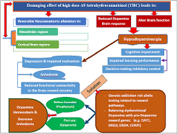 Frontiers | Cannabis-Induced Hypodopaminergic Anhedonia And Cognitive  Decline In Humans: Embracing Putative Induction Of Dopamine Homeostasis