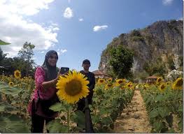 Wilayah lopburi amat terkenal dengan ladang bunga matahari yang amat cantik dan luas. Pudin Ttg Satun Terik Mentari Di Ladang Bunga Matahari