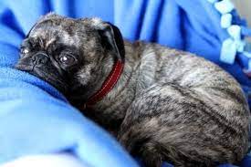 Cute Brindle Pug Puppy Tiere
