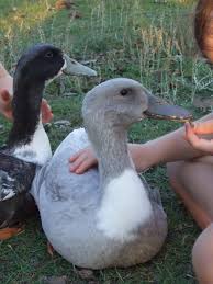 Check spelling or type a new query. Swedish Duck Thread Pet Ducks Duck Breeds Swedish Ducks